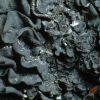 Collema crispum